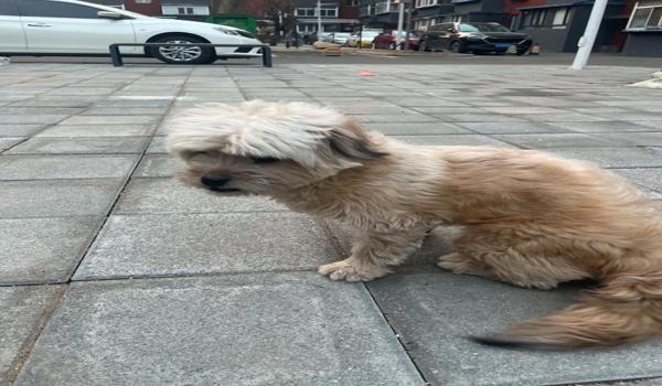 三角洲遇到寻血猎犬丢包有用吗(使用丢包能完全避开寻血猎犬吗?) 三角洲遇到寻血猎犬丢包有用吗(使用丢包能完全避开寻血猎犬吗?)