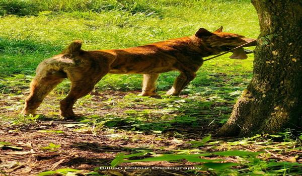 三角洲手机端有猎犬吗(手机端三角洲有猎犬的具体版本?) 三角洲手机端有猎犬吗(手机端三角洲有猎犬的具体版本?)